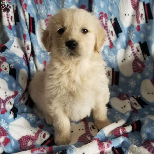 Rocky, English Cream Golden Retriever Puppy